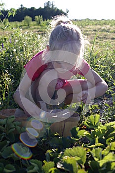 Girl Picking Strawberries