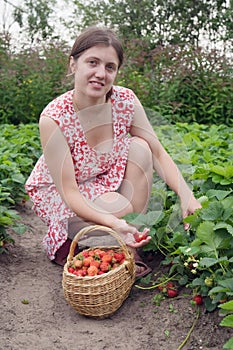 Girl picking strawberry in the field