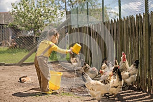 Girl with pigtails dressed in rustic-style jumpsuit feeds chickens with grass and pours water from bucket. Poultry farming on farm