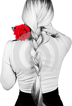 Girl in a pink blouse, her hair braided. on the shoulder of a red rose. back view. isolated on white background. black