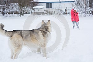 A girl in a pink jacket and hat girl gives commands to a Husky d