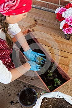 Girl planting strawberry in flowerpot