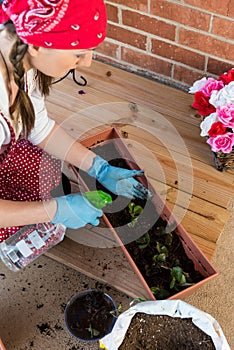 Girl planting strawberry in flowerpot