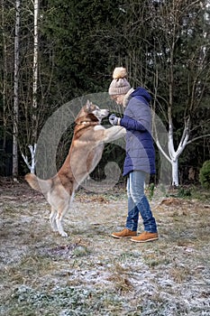 Girl play with dog. Husky dog stood on his hind legs and put his front paws on girl`s chest