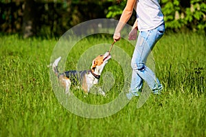 Girl playing with a dog in the park. In the hands of the stick.