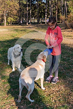 The girl is playing with a dogs Golden Retriever and frisbee in the park