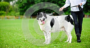 girl playing with funny dog