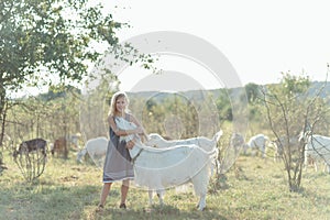 girl playing with goats at farm. Child familiarizing herself with animals. Farming and gardening . Outdoor summer