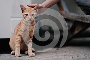 A girl playing with her cat in the house