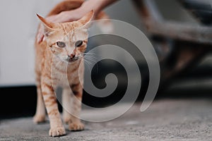 A girl playing with her cat in the house