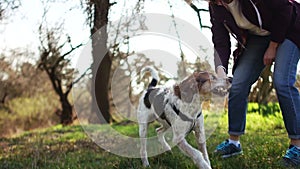 Girl playing with her dog in the park. A puppy plays with a stick in the hands of his mistress. Dog walk