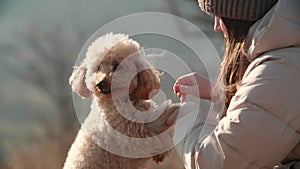 A girl is playing with her smiling toy poodle dog close-up