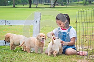 Girl playing with little golden retriever dog in par photo