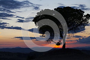 Girl playing on a tire swing