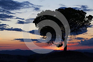 Girl playing on a tire swing