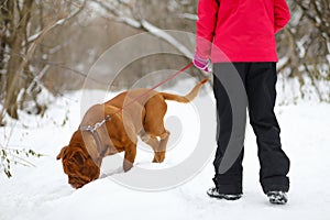 Girl plays with brown dog on snow at winter in photo