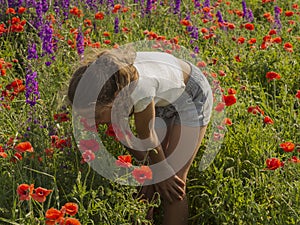 A girl in a poppy field sniffs flowers. A teenage girl bent over a bud of red poppies in a blooming meadow with purple lupines and