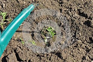 The girl pours water from a watering can on the planted tomato seedlings