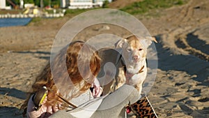 Girl preschool girl on the beach feeds the dog. Spring