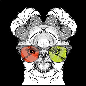 Girl puppy with cute bows and in the colored glasses. Yorkshire Terrier. Vector illustration