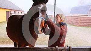 A girl puts a bridle on a brown horse.