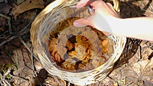 The girl puts the mushroom Gyromitra gigas in a wicker basket