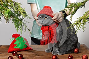A girl puts a red knitted hat on the gray cat`s head and a scarf around the pet`s neck. The cat is not happy. Christmas with pet