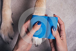 Girl putting bandage on injured dog paw
