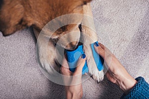 Girl putting bandage on injured dog paw