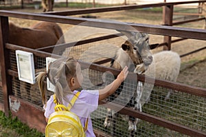 A girl reaches out to touch the head of a goat in the pen of a petting zoo. Little cute girl wants to pet a curious goat