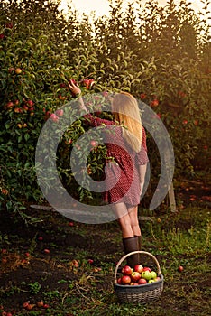 Girl in red dress is picking red apples in orchard