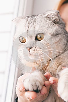 Girl with redheads hair playing with a gray cat