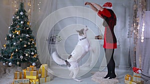 Girl regaling and playing with dog near christmas tree.