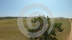 Girl resting in the shade of a lonely tree in the field