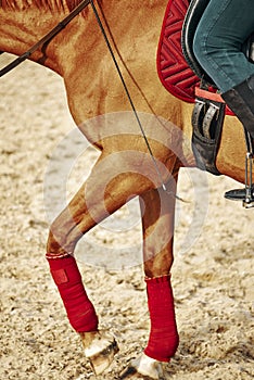 Girl rider rides a horse. leather boot in stirrup. Horseback Riding.