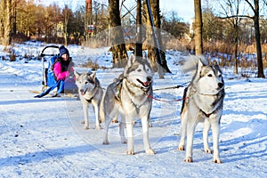 Girl riding on sled pulled by dog Siberian huskies