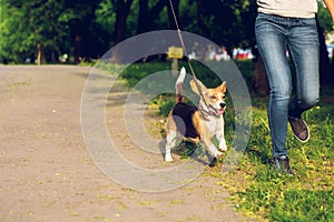 Girl running with her cute female beagle dog in the park at summer time. Lifestyle photo.
