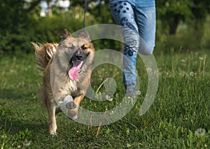 A girl is running with a mixed breed dog while walking the dog in the park