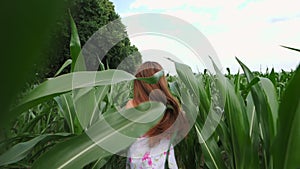 The Girl Runs Between the Rows of Growing Corn