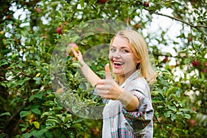 Girl rustic style gather apples harvest garden autumn day. Farmer picking ripe fruit from tree. Harvesting season