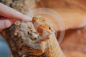 GirlÂ´s finger stroking the head of a bearded dragon (Bartagame)