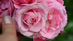 Girl's fingers touch the delicate rose petals.