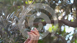 Girl`s hand glides on a branch of olive