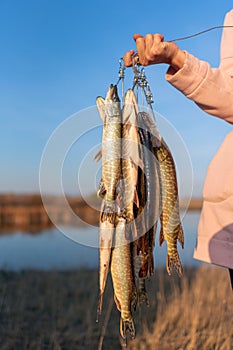 The girl`s hand hard angler keeps a lot of the fish pike hanging Fish Stringer.