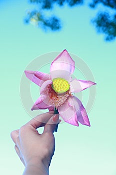 A girl`s hand hold a Lotus