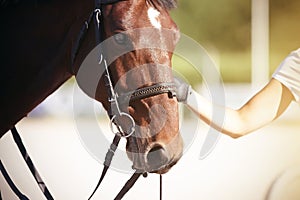 The girl`s hand holds the bridle of a Bay horse with a white spot on his forehead