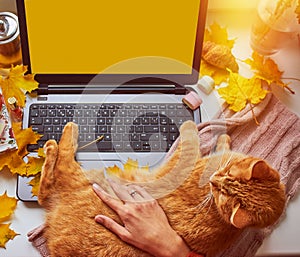Girl's hand with hot cup of tea, ginger cat, scarf, yellow leaves with laptop. Cozy home, freelance, online studying