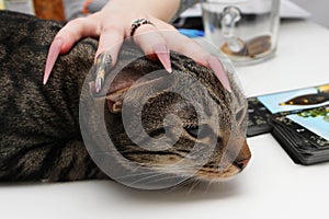 Girl s hand with long nails and manicure lies on the head of a cat from a cat`s shelter. reportage