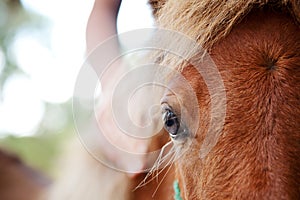 Girl's hand on miniature horse filly