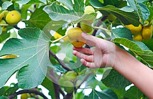 the girl's hand is picking figs